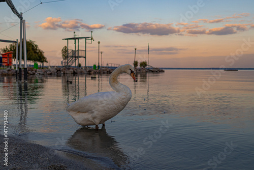 A photo of a white swan standing in the water