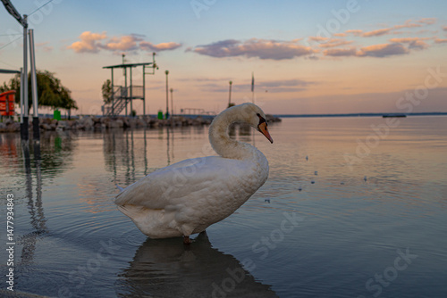A photo of a white swan standing in the water