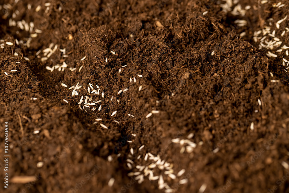 lettuce in soil, a plot of land mixed with peat and lettuce seeds are planted, closeup lettuce in soil, a plot of land mixed with peat and lettuce seeds are planted, closeup