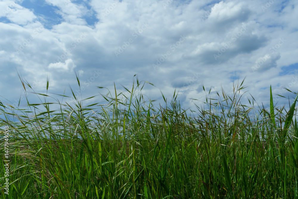 Fototapeta premium Close-up of tall green grasses on the field with cloudy sky on the background