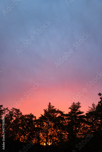 Vibrant Pink Sunset Behind Silhouetted Trees at Dusk