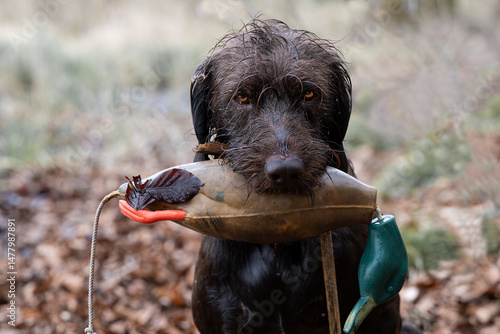 Jagdhund apportiert Entendummy