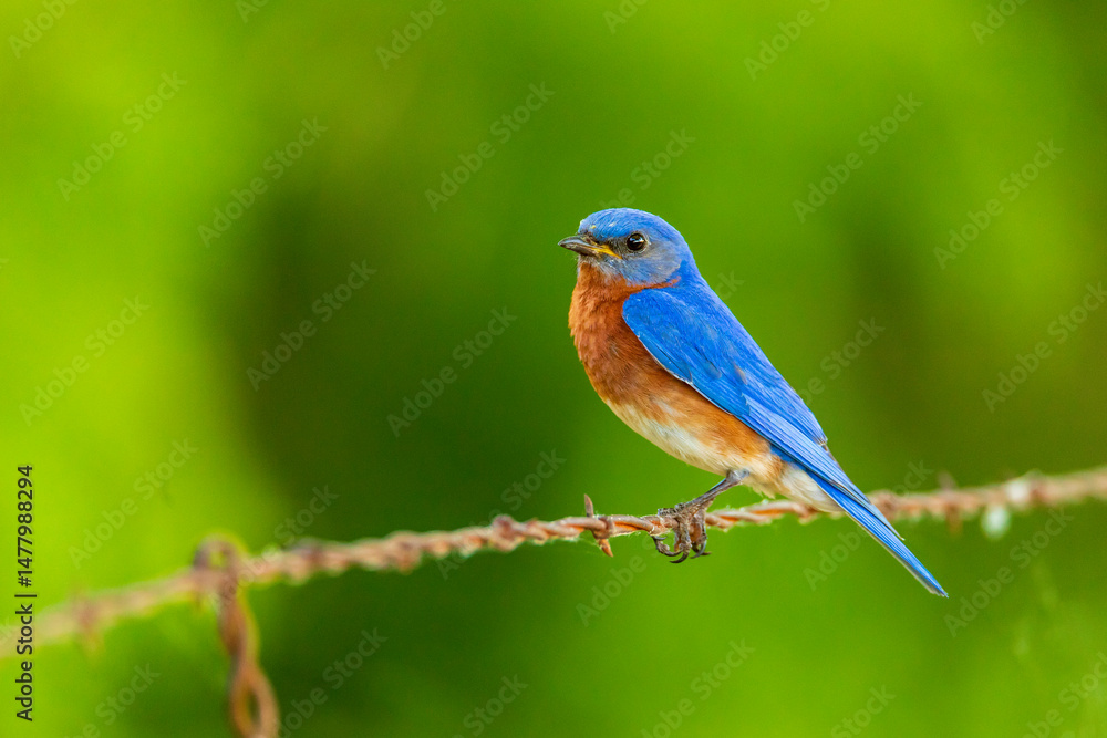 Obraz premium Eastern bluebird - Sialia sialis - Fort Worth, Texas, USA 