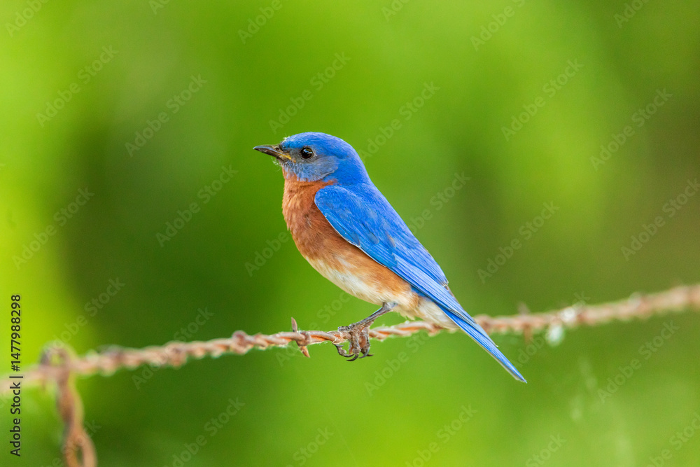 Eastern bluebird - Sialia sialis - Fort Worth, Texas, USA Eastern bluebird - Sialia sialis - Fort Worth, Texas, USA
