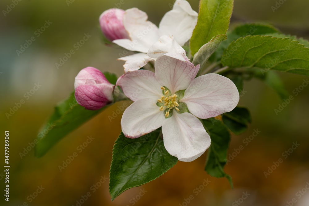 Obraz premium Apfelblüte