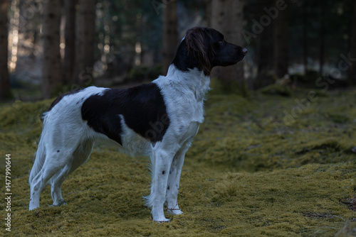 Kleiner Münsterländer Jagdhund