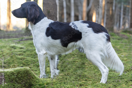 Kleiner Münsterländer Jagdhund