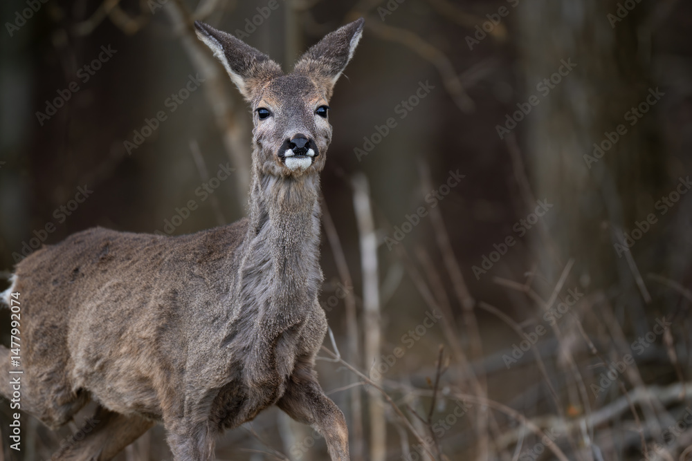 Fototapeta premium Reh weiblich