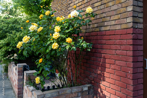 A vibrant rose bush with bright yellow blooms flourishes in a brick planter outside a building in London, adding a touch of nature to the urban environment.