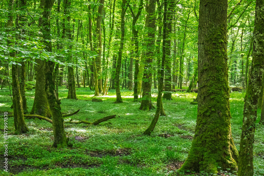 Obraz premium Une jolie forêt éclatante de vie au printemps, où les arbres verdoyants, les fleurs naissantes et la lumière douce créent une atmosphère paisible et fraîche.