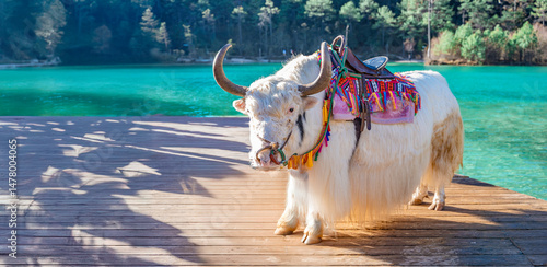 Yak cows at Blue Moon Valley, for tourists to ride and take photos, Baishuihe Lake is located at the eastern foot of the Jade Dragon Snow Mountain in Lijiang City, Yunnan Province.