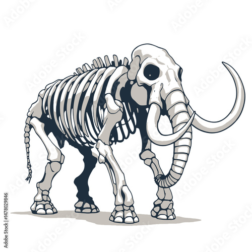 Vsai mammoth skeleton standing with large tusks preserved intact