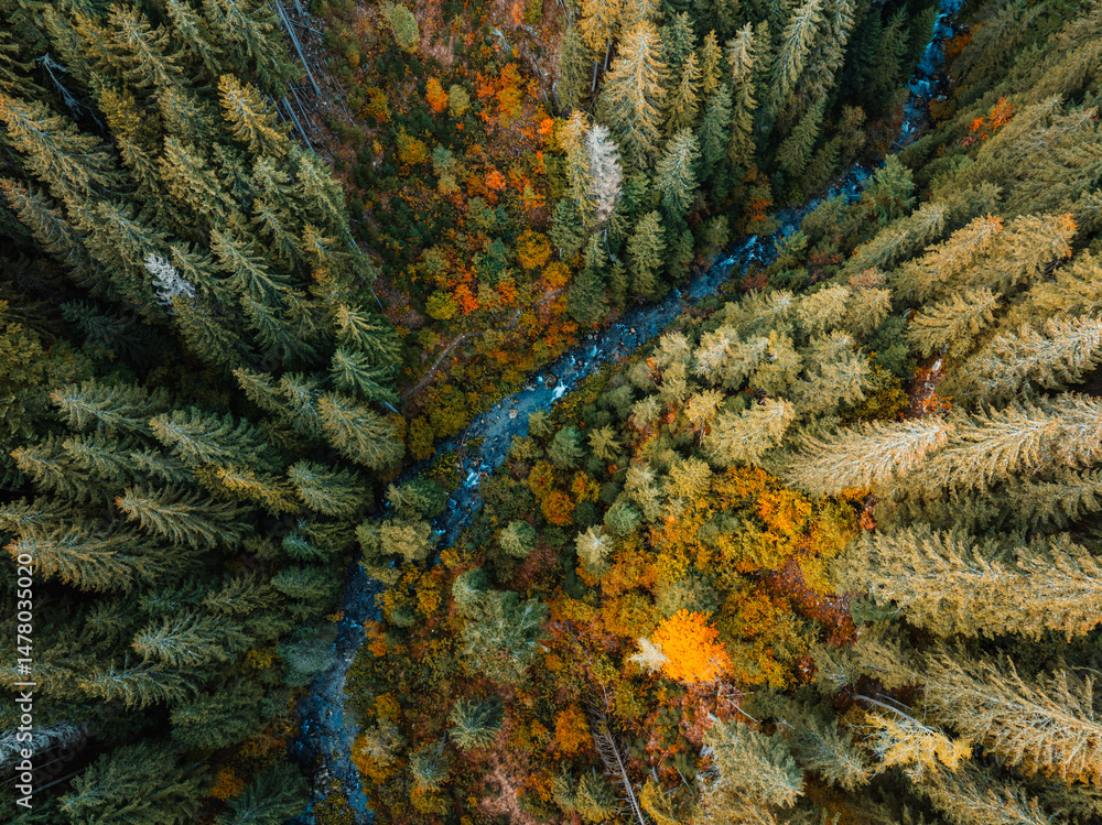 Aerial top view of summer green trees in forest with mountain river in Slovakia. Drone
