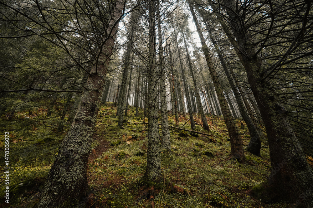Liptov region hiking in jasna in Low Tatras mountains landscape, slovakia.