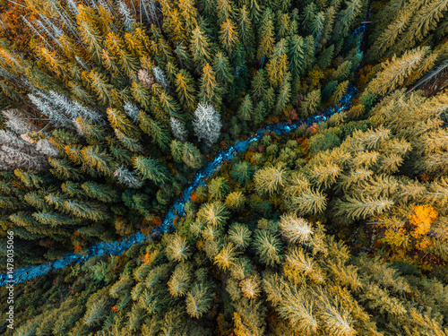 Aerial top view of summer green trees in forest with mountain river in Slovakia. Drone