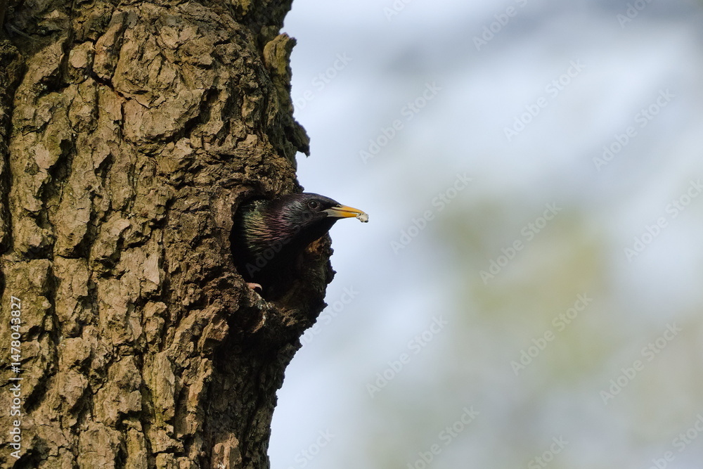 Obraz premium Sturnus vulgaris aka european starling. Fecal sac removal out of the nest. Common bird in Czech republic.
