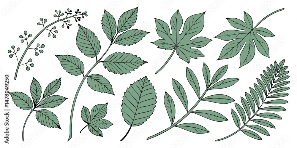 Green leaves collection Green leaves collection