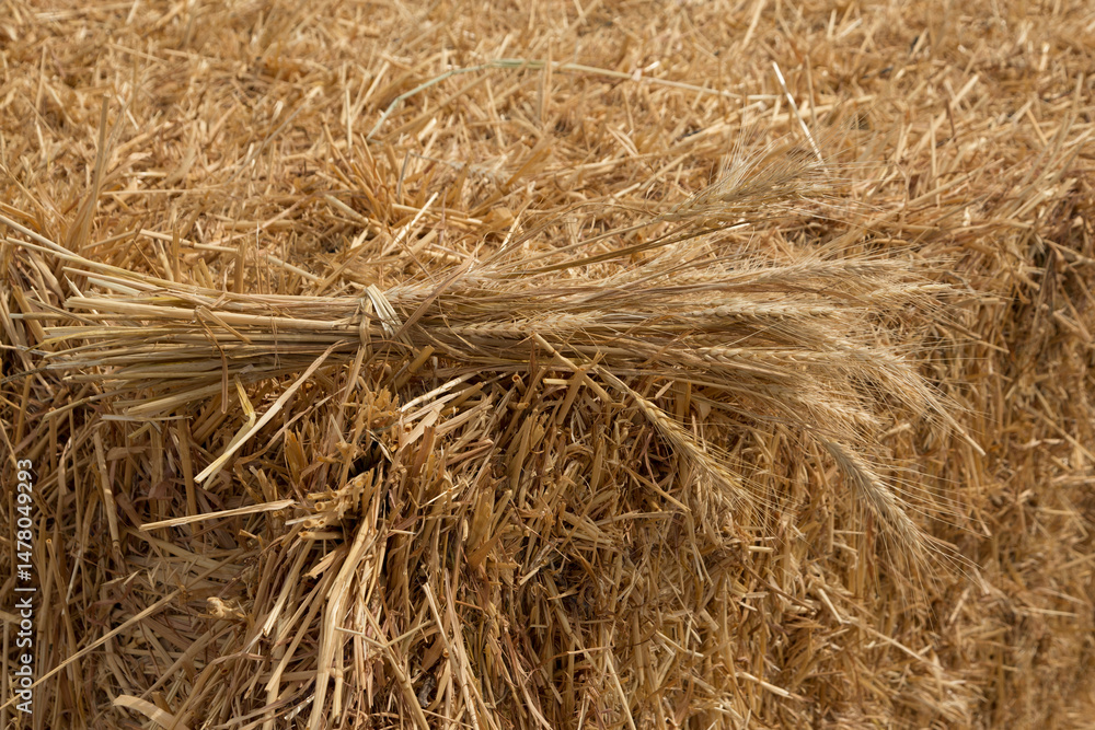 Fototapeta premium Background with ears of ripe wheat and straw