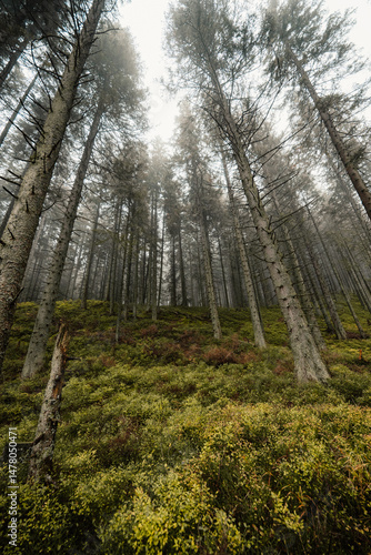 Liptov region hiking in jasna in Low Tatras mountains landscape, slovakia.