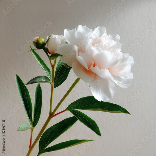Obraz na płótnie Elegant White Peony Flower Captured Against a Soft Background Showcasing Natural Beauty and Detail w salonie