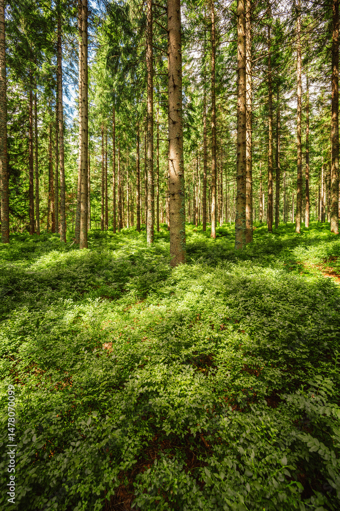 Pilsko Ski Resort, located on the border of Slovakia and Poland, offering scenic tourist trail on Pilsko Mountain in the Beskids, Poland