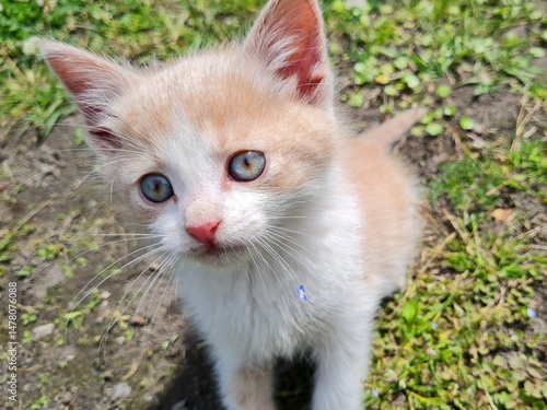 A small white and red kitten climbed a tree