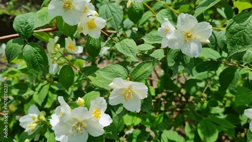 Beautiful jasmine flowers close-up on a sunny day.