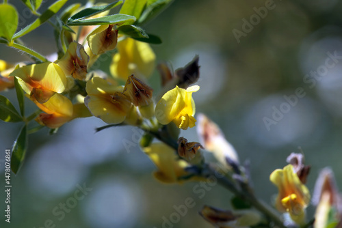 Wallpaper Mural Blossoms of the broom Cytisus leiocarpus Torontodigital.ca
