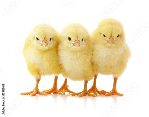 Wallpaper Mural Three yellow chickens. Torontodigital.ca