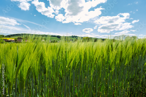 Obraz na płótnie A Lush Green Cereal Field Sprawls Out Under a Bright and Vibrant Blue Sky, Beautifully Accented by Fluffy White Clouds that Drift Peacefully and Gracefully Across the Horizon in Perfect Harmony w salonie