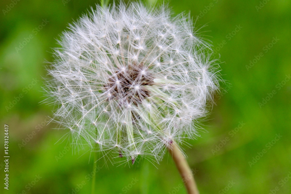 Fototapeta premium dandelion on green
