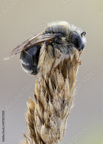 close up shot of a Digger bee ( Habropoda )