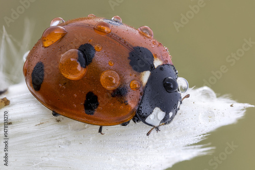 close up shot of a ladybird on a wild plant