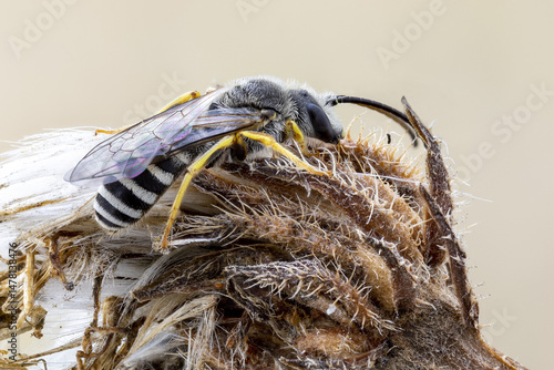 close up shot of a Halictid bee ( Lasioglossum albipes )