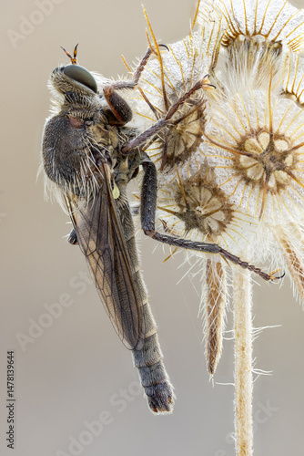 close up shot of a Robber fly ( Proctacanthella cacopiliga )

