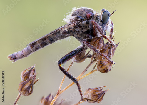 close up shot of a Robber fly ( Proctacanthella cacopiliga )
