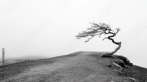 Fototapeta Naklejka Na Ścianę i Meble -  Solitary Windswept Tree in Misty Landscape landscape windswept tree bare tree gnarled tree hill fog