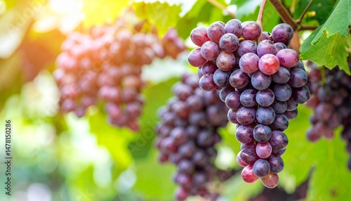 Wallpaper Mural ripe grape purple fresh organic agriculture farm Torontodigital.ca