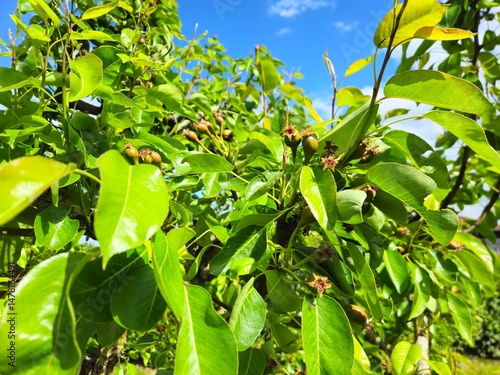 Young healthy and tasty pears growing on a tree. pear tree. 