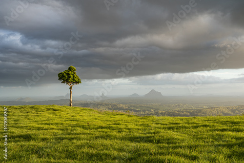 Lone tree on a green hill under dramatic stormy sky