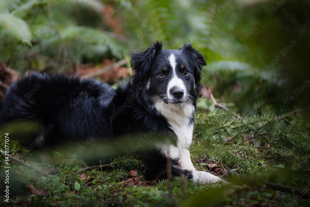 Fototapeta premium Cute Dog In Forest Setting