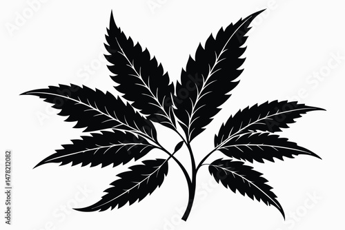 Detailed Black and White Plant Illustration Botanical Art with Intricate Leaf Design