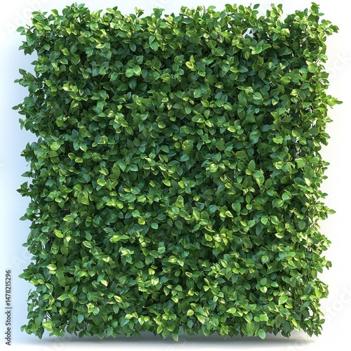 Dense green foliage square