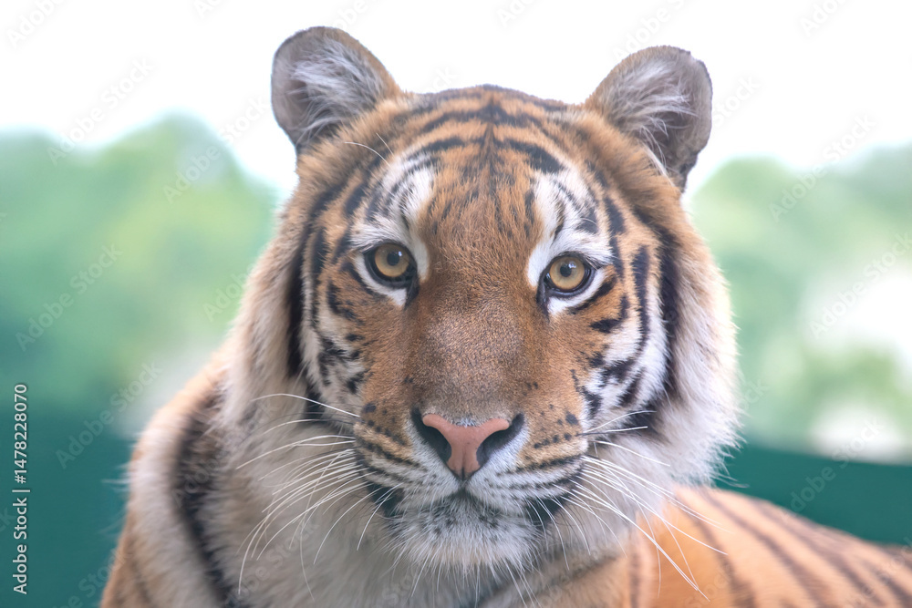 Fototapeta premium portrait posing tranquil and beautiful tiger