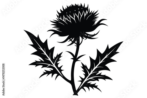 Black Silhouette of a Thistle Flower with Pointed Leaves Botanical Illustration