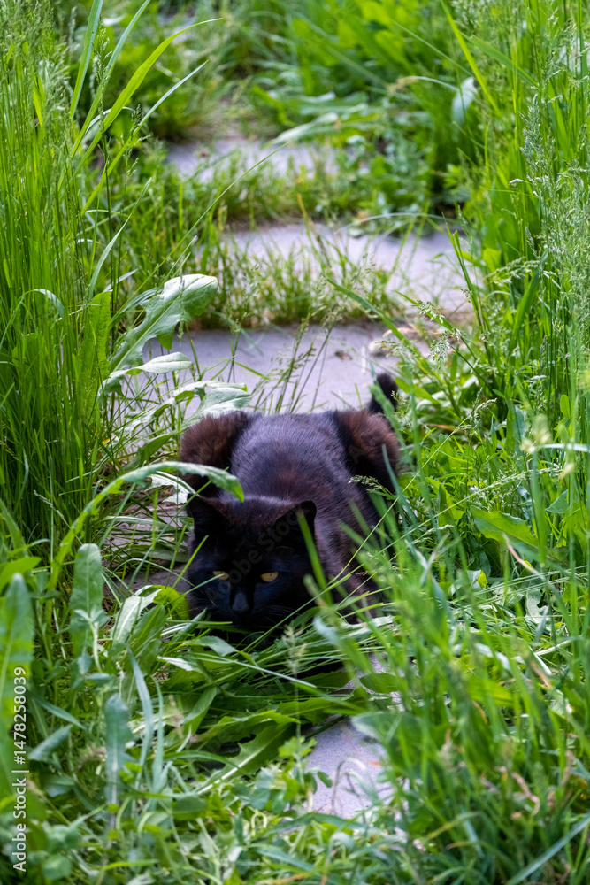 Naklejka premium A black cat with a white spot on its chest on a narrow stone path overgrown with tall green grass. 