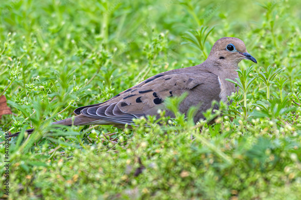 Obraz premium Closeup of a mourning dove resting in the grass.