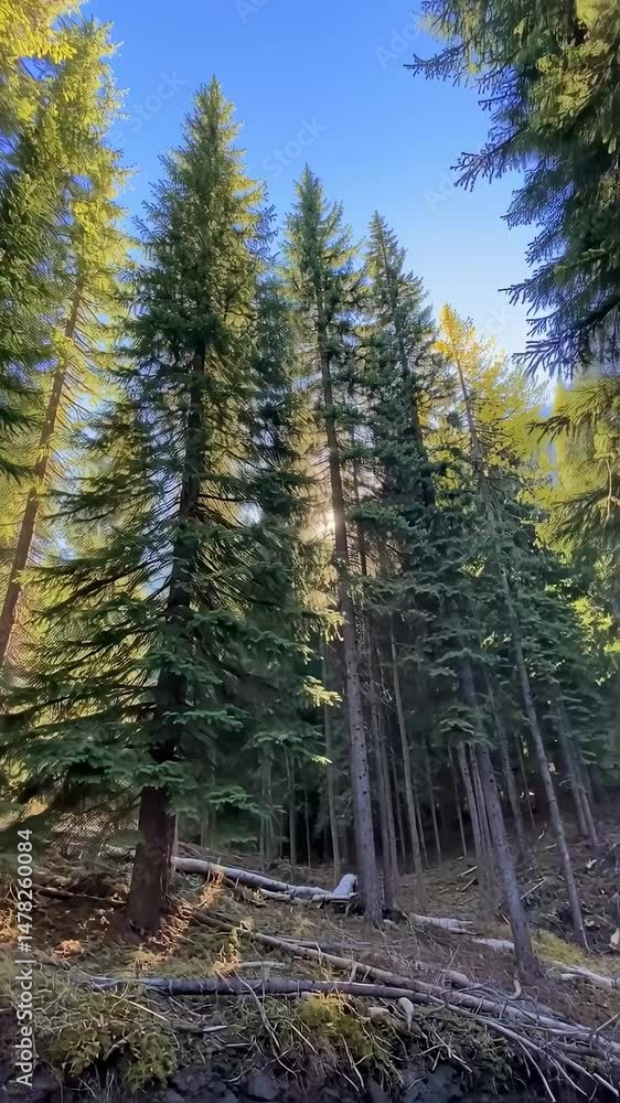 Vertical video Sun shining through trees in mountain forest. Rays of sunlight in the spruce forest Vertical video Sun shining through trees in mountain forest. Rays of sunlight in the spruce forest