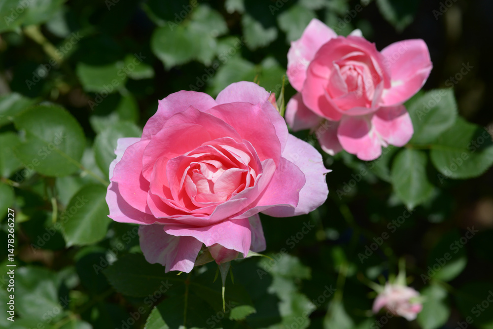 Fototapeta premium ケアフリー・ワンダー バラの花