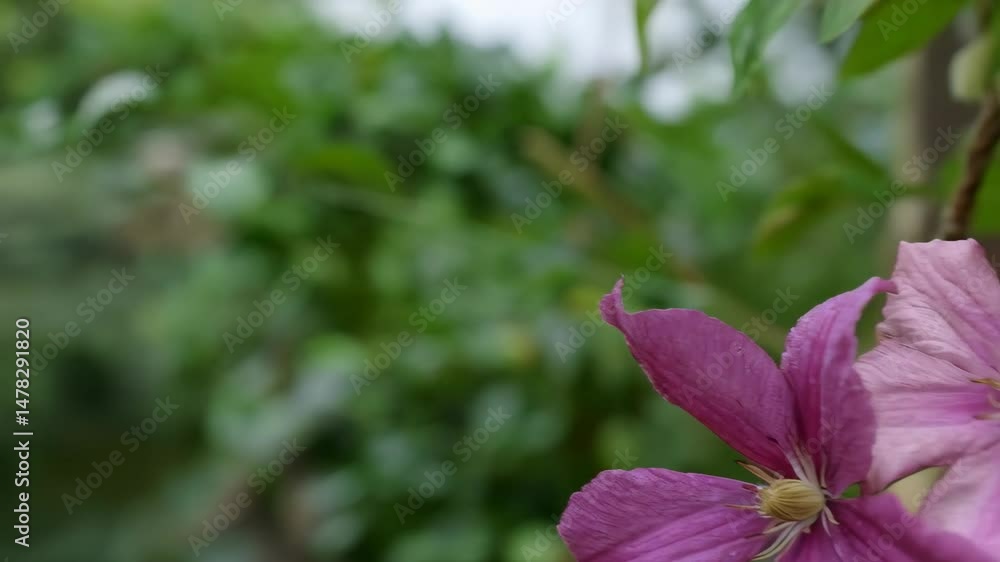 Close-up of three lavender and pink Clematis flowers with blurred green leaf background in natural garden setting, blooming in summer Close-up of three lavender and pink Clematis flowers with blurred green leaf background in natural garden setting, blooming in summer